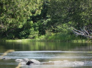 1.L. Property.River.August, 2011 (4)