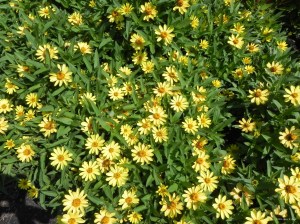 mkd.yellow daisies