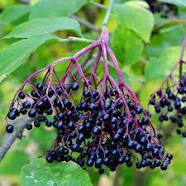 elderberry