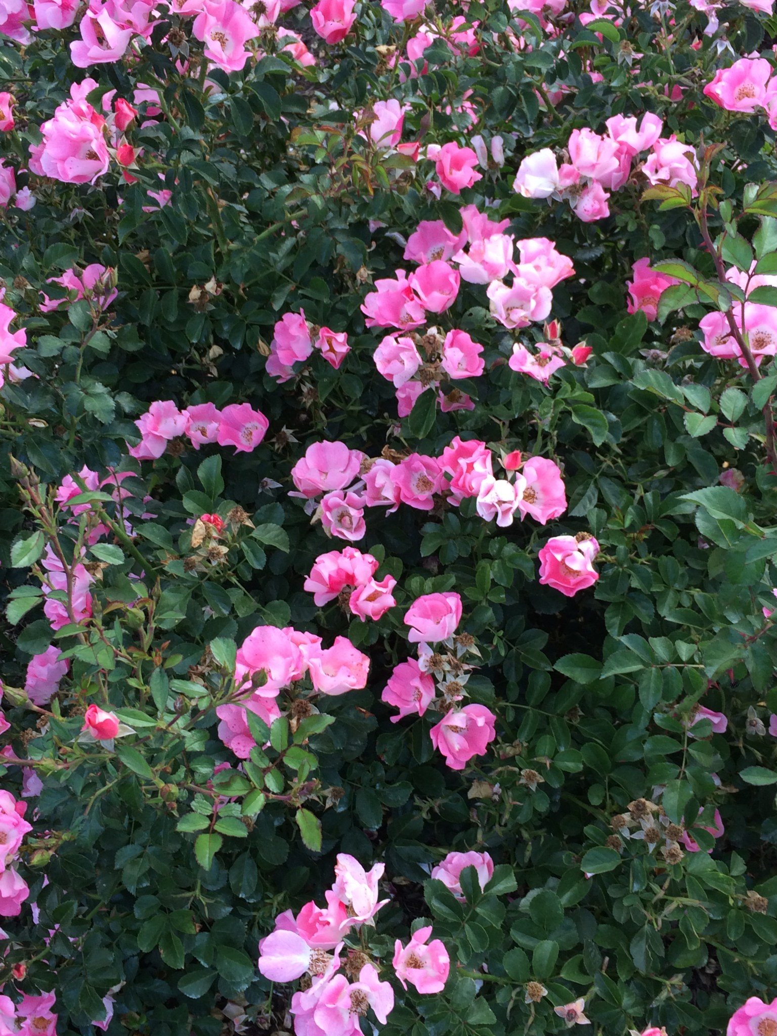 Mother’s Day Blessings – Midwest Mary